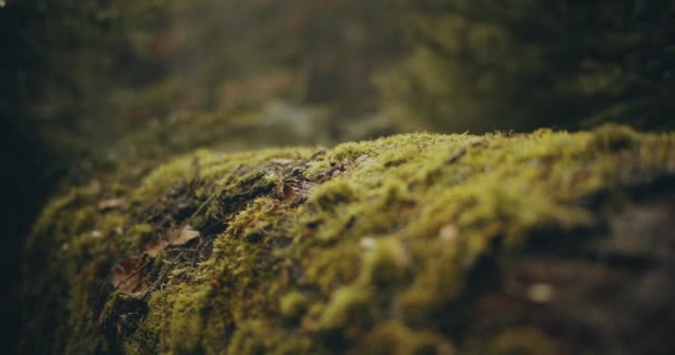 Nahaufnahme Der Rinde Eines Alten Baumes Mitten Wald — Stockvideo