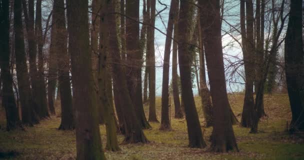 Schönheit Der Natur Blick Auf Einen Fichtenwald Und Eine Gasse — Stockvideo