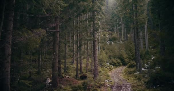 Szépség Természetben Kilátás Nyílik Lucfenyő Erdő Egy Sikátor Parkban — Stock videók