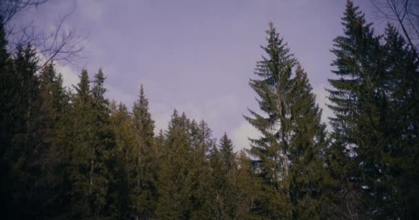Schönheit Der Natur Blick Auf Einen Fichtenwald Und Eine Gasse — Stockvideo