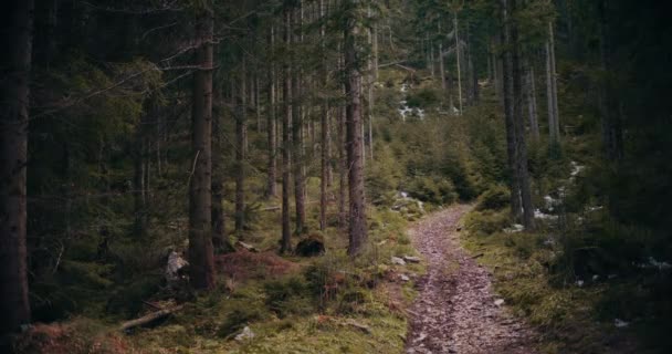 自然の中での美しさスプルースの森と公園内の路地の景色 — ストック動画