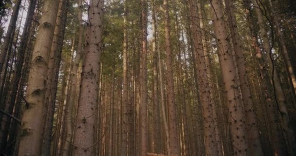 Ομορφιά Στη Φύση Θέα Ενός Δάσους Ερυθρελάτης Και Ένα Δρομάκι — Αρχείο Βίντεο