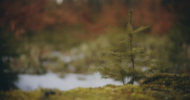 森の中に小さな松の木の肖像画が生えている — ストック動画