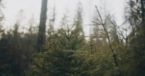 Portrait Small Pine Tree Growing Forest — Stock Video