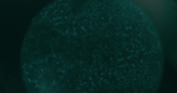 Close Células Cancerígenas Sob Microscópio Laboratório — Vídeo de Stock