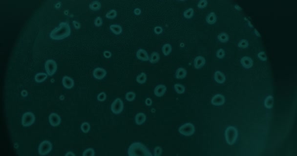 Close Van Kankercellen Onder Microscoop Het Laboratorium — Stockvideo