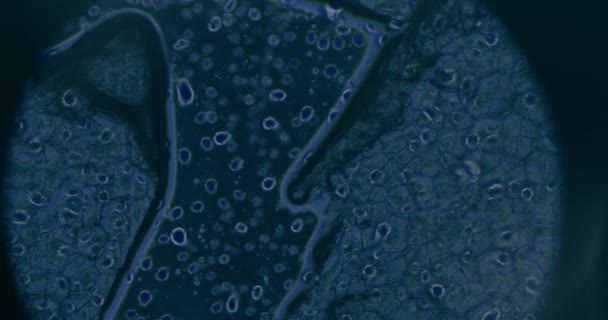 Close Células Cancerígenas Sob Microscópio Laboratório — Vídeo de Stock