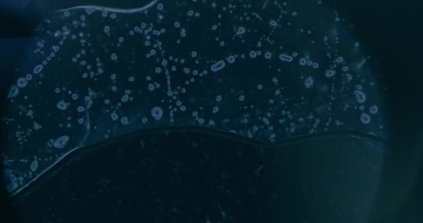 현미경으로 세포의 — 비디오