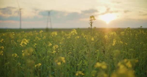 菜種油種子レイプフィールド農業の概念農村風景開花の中間ショット — ストック動画