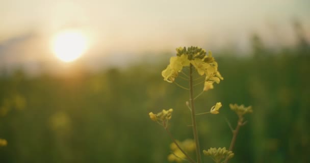 Medium Shot Blooming Canola Oil Seed Rape Field Mezőgazdaság Gazdaság — Stock videók