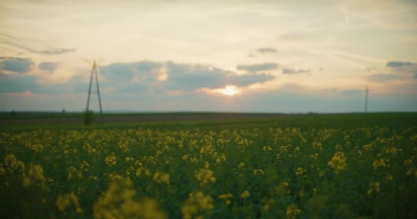 Средний Снимок Цветущей Канолы Сельское Хозяйство Концепция Сельского Хозяйства — стоковое видео
