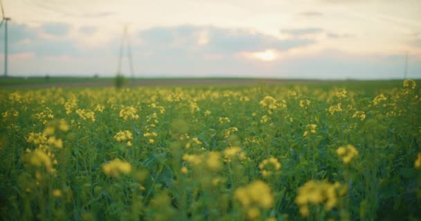 Medium Shot Blooming Canola Oil Seed Rape Field Agricultura Conceito — Vídeo de Stock