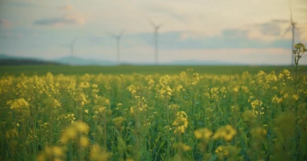 菜種油種子レイプフィールド農業の概念農村風景開花の中間ショット — ストック動画