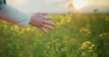 Blooming Canola Petrol Tohumu Tecavüzü Tarla Tarım Tarlası Tarım Kavramının Orta Çekimi Kırsal Sahne