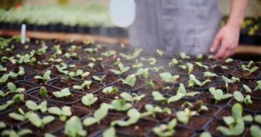 Genç erkek çiftçinin orta kısmı seradaki organik fidanlara su püskürtüyor..