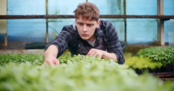Σοβαρός Νεαρός Άνδρας Αγρότης Που Εξετάζει Νωπά Φυτά Στο Θερμοκήπιο — Αρχείο Βίντεο