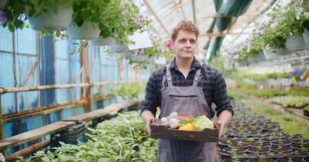 グリーンハウスでトレイウォーキングで収穫された有機野菜と微笑む若い男性農民の肖像 — ストック動画