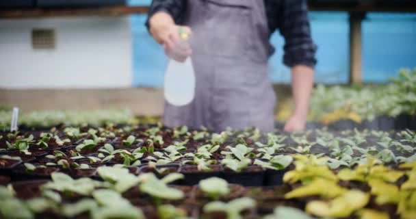Slow Motion Male Farmer Spraying Water Fresh Plants Greenhouse — Stock Video