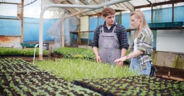 Serieuze Vrouwelijke Landbouwkundige Gesprek Met Boer Jonge Boompjes Kas — Stockvideo