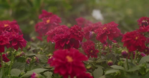 Movimento Lento Aspersão Água Plantas Floração Vermelha Fresca Estufa — Vídeo de Stock