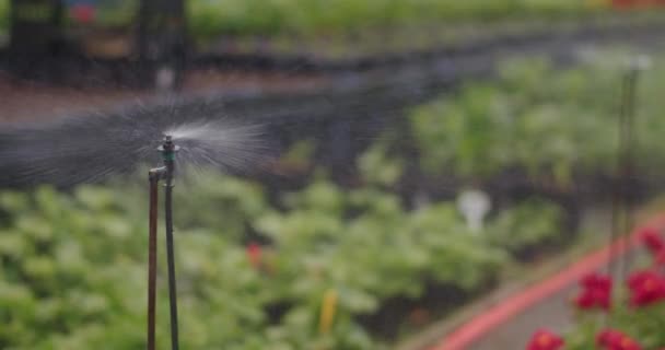 Långsam Rörelse Vatten Stänk Från Sprinkler Växthus — Stockvideo