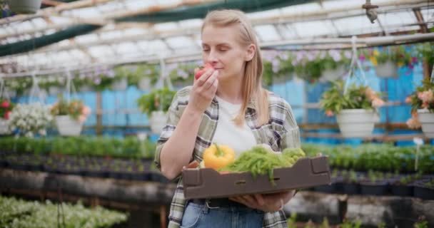 Slow Motion Farmer Examining Harvested Organic Vegetables Tray Greenhouse — Stock Video