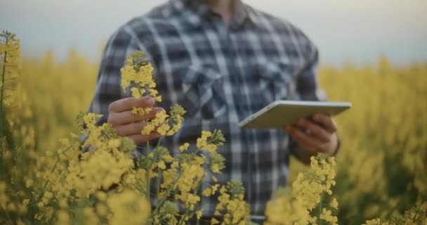 Zpomalený Pohyb Mladého Agronoma Dotýkajícího Zkoumajícího Žluté Květy Farmě — Stock video