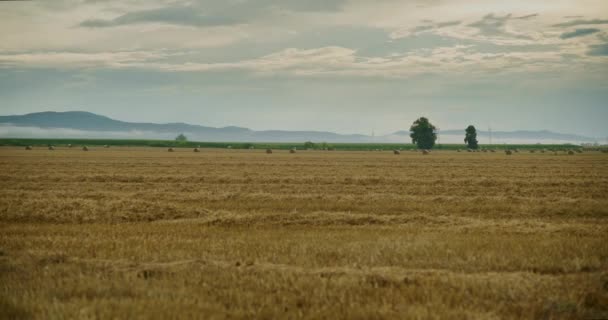 Танення Врожаю Пшениці Сільськогосподарському Полі Рухомими Хмарами — стокове відео