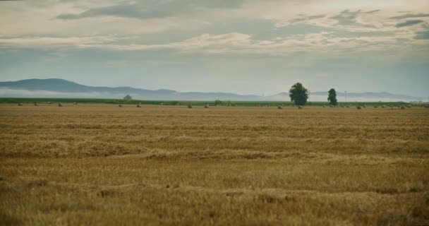 Melapse Van Tarweoogst Landbouwgebied Met Bewegende Wolken — Stockvideo