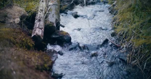 Chiudi Colpo Summers Serene Forest Stream Mountains — Video Stock