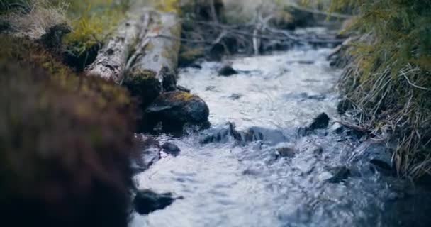 Закрыть Лесной Ручей Горах — стоковое видео
