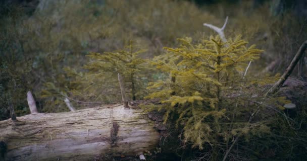 Напоминающее Изображение Демонстрирует Остатки Упавших Деревьев Старом Лесу Раскрывая Течение — стоковое видео