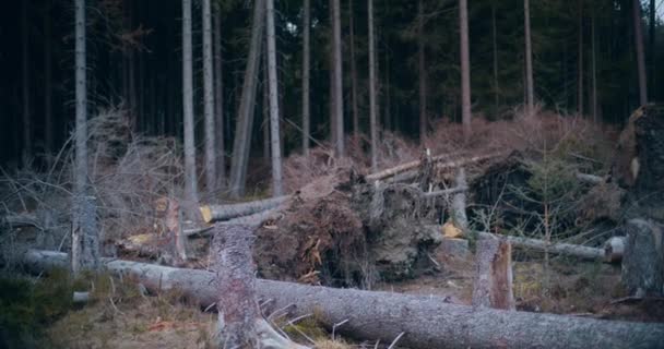 Esta Imagem Evocativa Mostra Restos Árvores Caídas Uma Floresta Antiga — Vídeo de Stock