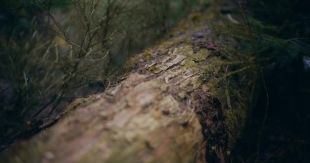 Questa Suggestiva Immagine Mostra Resti Alberi Caduti Una Vecchia Foresta — Video Stock