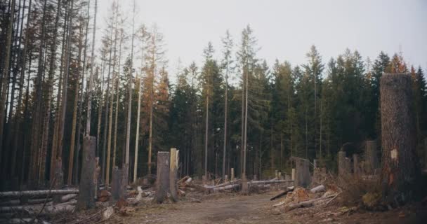 Ten Sugestywny Obraz Ukazuje Pozostałości Upadłych Drzewach Starym Lesie Odsłaniając — Wideo stockowe