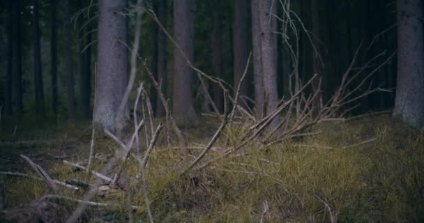 Tento Evokující Obraz Ukazuje Pozůstatky Padlých Stromů Starém Lese Odhalující — Stock video