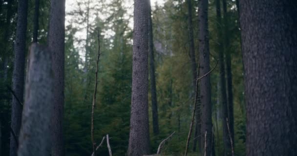 Ten Sugestywny Obraz Ukazuje Pozostałości Upadłych Drzewach Starym Lesie Odsłaniając — Wideo stockowe