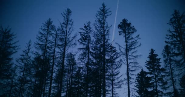 Utsikt Över Skogen Natten Mörka Skogen Filmiska Mörka Stämningen — Stockvideo