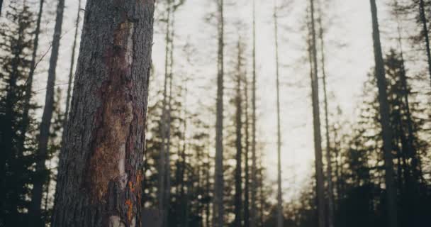 Weitwinkeliger Blick Auf Den Wald Sommer Bei Sonnenuntergang — Stockvideo