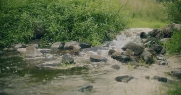 숲에서 사이에 바위에 흐르는 흐름의 — 비디오