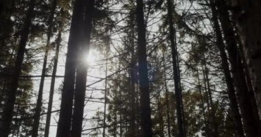 Yaz boyunca ormanda güneş ışığı olan ağaçların sakin manzarası.