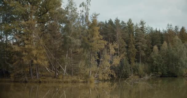 Vue Idyllique Grands Arbres Bord Lac Face Ciel Forêt — Video