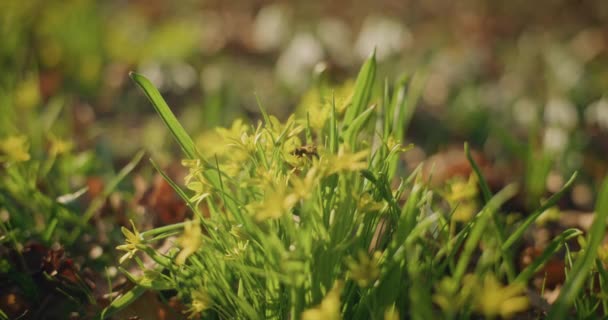 Abeille Miel Ramassant Pollen Fleur Dans Jardin Jour Ensoleillé — Video