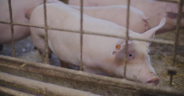 Landwirtschaft Ferkel Schweine Auf Nutztierfarm — Stockvideo