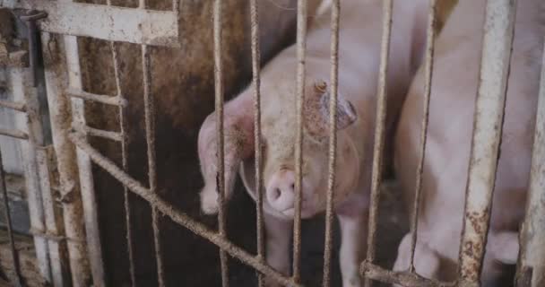 Lechones Agricultura Cerdos Granja Ganado — Vídeos de Stock
