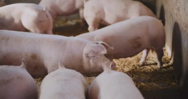 Porcs Agriculture Porcs Ferme Bétail — Video