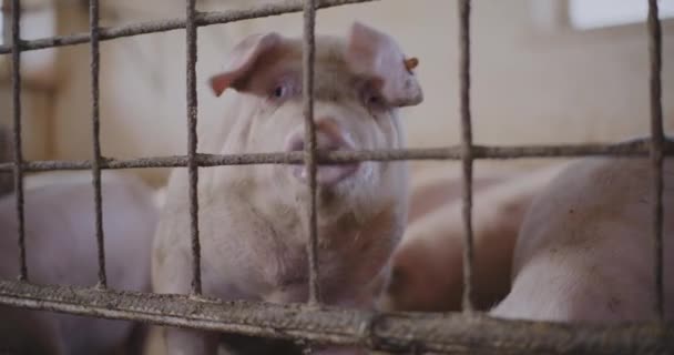 禽畜饲养场的农业小猪 — 图库视频影像
