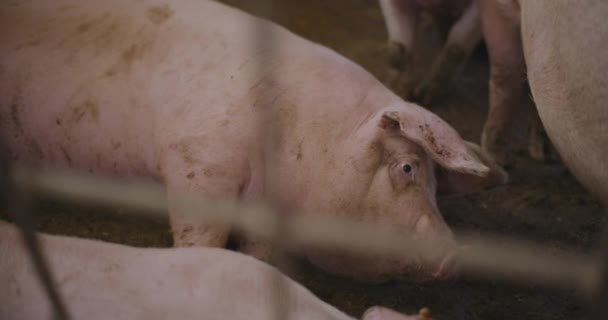 Mezőgazdasági Malacok Sertések Állattenyésztő Gazdaságban — Stock videók