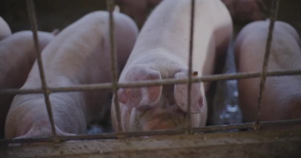 Agricultura Leitões Porcos Fazenda Pecuária — Vídeo de Stock
