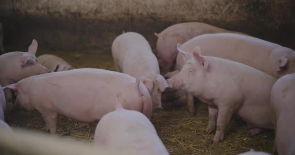 Landwirtschaft Ferkel Schweine Auf Nutztierfarm — Stockvideo